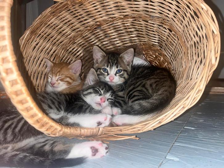 Lieve en speelse kittens, Dieren en Toebehoren, Katten en Kittens | Overige Katten, Meerdere dieren