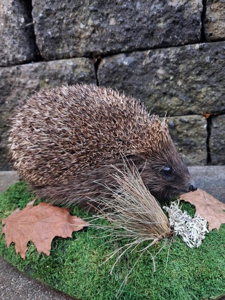 Nieuw opgezette Egel met natuurlijke decoratie, Verzamelen, Dierenverzamelingen, Ophalen of Verzenden, Nieuw, Wild dier, Opgezet dier