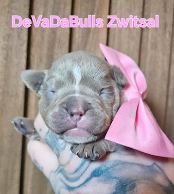 Prachtige old english bulldog pups  beschikbaar voor biedingen