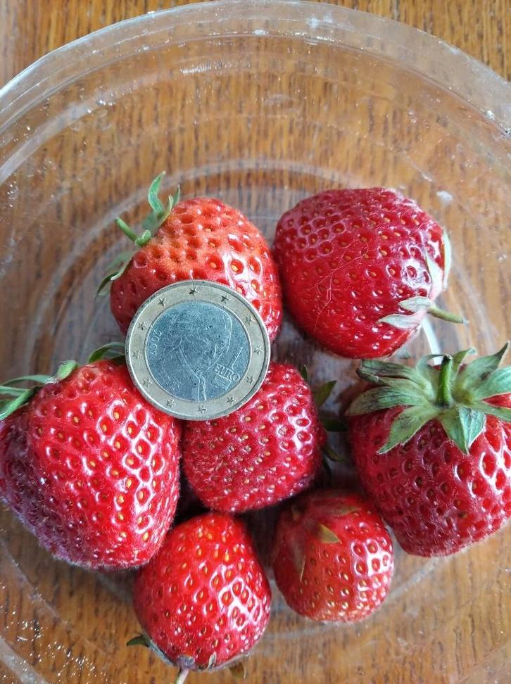 Goed gewortelde aardbeienplantjes voor grote zoete aardbeien, Tuin en Terras, Planten | Tuinplanten, Vaste plant, Fruitplanten