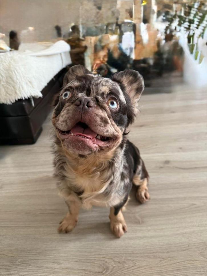 Franse bulldog Fluffy Choco Tri color, Dieren en Toebehoren, Honden | Bulldogs, Pinschers en Molossers, Reu, Bulldog, Particulier