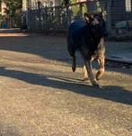 Mechelse herder, Dieren en Toebehoren, Honden | Herdershonden en Veedrijvers, Teef, Eén hond, 3 tot 5 jaar, Herder