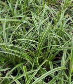 Carex Ice Dance | Zegge | Groenblijvend | Chemievrij | P9, Vaste plant, Siergrassen, Ophalen of Verzenden, Halfschaduw