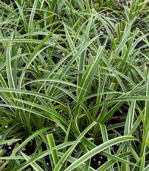 Carex Ice Dance | Zegge | Groenblijvend | Chemievrij | P9, Tuin en Terras, Planten | Tuinplanten, Vaste plant, Siergrassen, Halfschaduw