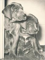 8 Mooie Popp Kaarten van honden, Ophalen of Verzenden, 1960 tot 1980, Ongelopen, Hond of Kat