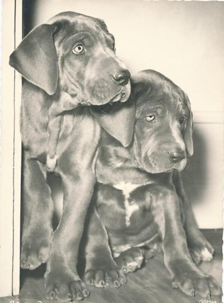 8 Mooie Popp Kaarten van honden, Verzamelen, Ansichtkaarten | Dieren, Ongelopen, 1960 tot 1980, Hond of Kat, Ophalen of Verzenden