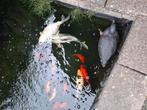 Complete vijver te koop met alle toebehoren en vissen, Dieren en Toebehoren, Vissen | Vijvervissen, Karper of Koi