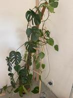 Monstera gatenplant groot, Ophalen, Overige soorten