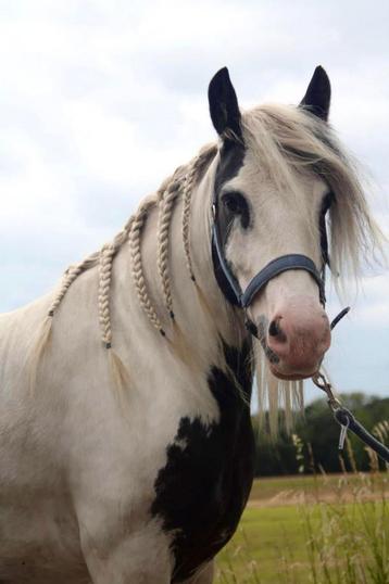 Verzorger gezocht voor onze  pony beschikbaar voor biedingen