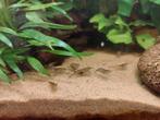 Garnalen mini japonica, Dieren en Toebehoren, Vissen | Aquariumvissen