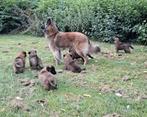 Super leuke Tervuerense herder pups, Dieren en Toebehoren, Honden | Herdershonden en Veedrijvers, CDV (hondenziekte), 8 tot 15 weken