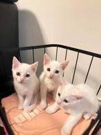 4 schattige kittens zoeken een nieuw huisje, Dieren en Toebehoren, Katten en Kittens | Overige Katten, 0 tot 2 jaar
