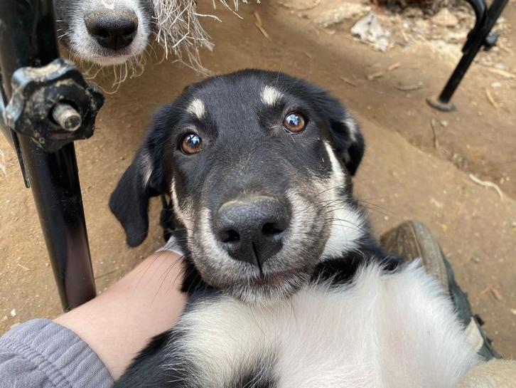 Maak kennis met Poppy, Dieren en Toebehoren, Honden | Niet-rashonden, Groot, Teef, Particulier, Eén hond, Buitenland, 15 weken tot 1 jaar