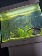 Gezocht vredelievende visjes voor onze aquarium, Dieren en Toebehoren, Vis