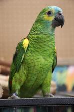 Amazone | Blauwvoorhoofd | Getest | Tam | Baby, Meerdere dieren, Papegaai, Pratend