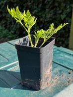 roomse kervel plant in 9x9 cm pot, Vaste plant, Halfschaduw, Lente, Ophalen