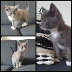 Lieve kittens. Mix Blauwe Rus/Britse korthaar/Eur. korthaar, Dieren en Toebehoren, Meerdere dieren, Kortharig, 0 tot 2 jaar