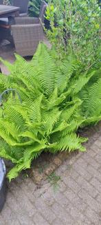 Prachtige varens uit volle grond  20 - 100 cm hoogte., Tuin en Terras, Planten | Tuinplanten, Ophalen, Bloeit niet, Varens, Halfschaduw