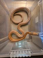 Kweekkoppel rattenslangen, 3 tot 6 jaar