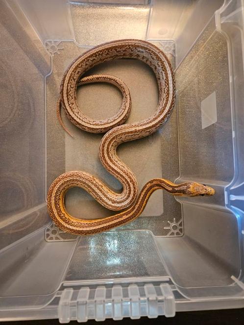 Kweekkoppel rattenslangen, Dieren en Toebehoren, Reptielen en Amfibieën, 3 tot 6 jaar