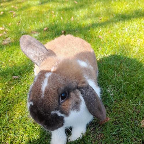 Een hele mooie minilop ram te koop van 10 maanden oud, Dieren en Toebehoren, Konijnen, Dwerg, Mannelijk, 0 tot 2 jaar, Hangoor