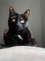 Gratis adoptie binnenkat- Poes zwart 2,5 jaar Gesteriliseerd, Dieren en Toebehoren, Katten en Kittens | Raskatten | Korthaar, Poes