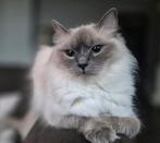 Ragdoll (fok)poes | Met stamboom | Blue Point, Dieren en Toebehoren, Katten en Kittens | Raskatten | Langhaar, Poes, Met stamboom