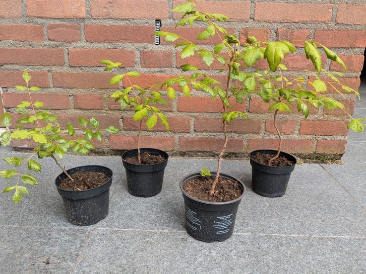 Chinese vernisboom / lampionboom jong stekje zaailing, Tuin en Terras, Planten | Bomen, Overige soorten, Volle zon, Ophalen