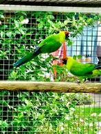 Hoornparkiet, Dieren en Toebehoren, Vogels | Parkieten en Papegaaien, Meerdere dieren, Parkiet, Geringd