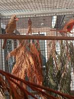 Koppel rode kardinaal, Meerdere dieren, Tropenvogel