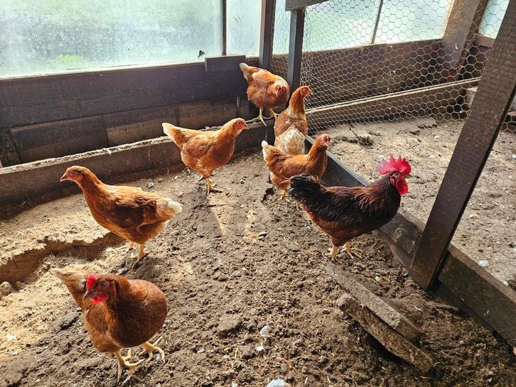 Broedeieren van de bruine leghen, Dieren en Toebehoren, Pluimvee, Kip