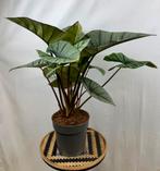 Alocasia Platinum, Overige soorten, In pot, Minder dan 100 cm, Groene kamerplant