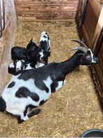 Mooie set bonte dwerggeiten moeder met 2 dochters, Dieren en Toebehoren, Schapen, Geiten en Varkens, Vrouwelijk, Geit