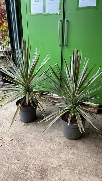 Cordyline 1,10 hoog nu €30 beschikbaar voor biedingen