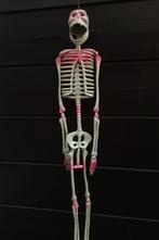 Horror Skelet - Vintage - 64 CM., Ophalen of Verzenden, Zo goed als nieuw