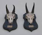 2 x schedel MOUNTAIN REEDBUCK op solide zwart eiken schild, Ophalen of Verzenden, Gebruikt, Wild dier, Schedel