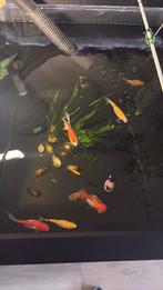 Goudvissen, Goudvis(sen)