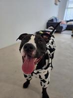 Aktief huis gezocht voor mix amstaff/ambulldog, Dieren en Toebehoren, Honden | Niet-rashonden, Rabiës (hondsdolheid), 15 weken tot 1 jaar