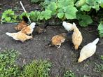 dwerg krielen, Dieren en Toebehoren, Pluimvee, Meerdere dieren, Kip