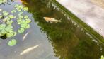Goudwindes, Tuin en Terras, Vijvers, Ophalen of Verzenden, Gebruikt