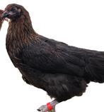 Marans koperzwart kleurslag kippen, Dieren en Toebehoren, Vrouwelijk, Kip