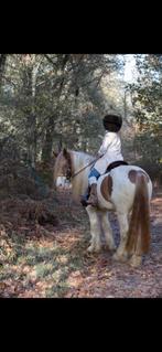 Tinker merrie vos bont., Dieren en Toebehoren, Paarden, Merrie, Minder dan 160 cm, Zadelmak, 3 tot 6 jaar