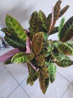 Mooie calathea, Ophalen, Halfschaduw, Minder dan 100 cm