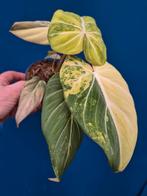Philodendron Gloriosum Variegata p12, Huis en Inrichting, Kamerplanten, Ophalen of Verzenden, Halfschaduw, Minder dan 100 cm