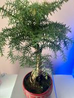 Araucaria bonsai, Bloeit niet, Halfschaduw, Overige soorten, Minder dan 100 cm