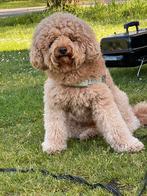 Australian Labradoodle DEKREU  Alf-1, Particulier, Rabiës (hondsdolheid), 1 tot 2 jaar, Reu