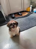 Boomer pups, Rabiës (hondsdolheid), Overige rassen, 8 tot 15 weken, Meerdere