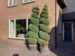 2 Grote groene coniferen te koop., Tuin en Terras, Planten | Bomen, Bloeit niet, Overige soorten, 250 tot 400 cm, Ophalen