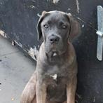 Te koop:  prachtige Cane Corso pups 15 weken, 8 tot 15 weken, Meerdere, Meerdere dieren, Middel