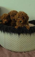 Prachtige toypoedel pups rood toy poedel, Dieren en Toebehoren, Honden | Chihuahua's en Gezelschapshonden, Poedel, CDV (hondenziekte)